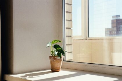 Everything You Need To Know About Air Purifying Plants