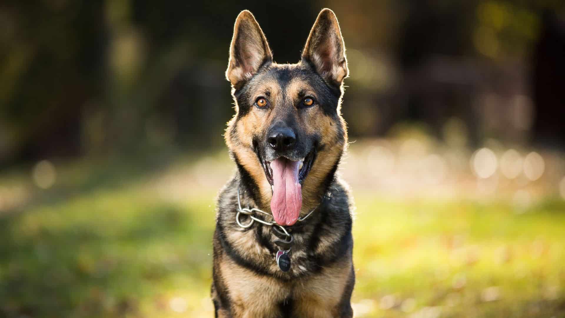 Why are Security Guard Dogs the Best Choice to Stop Harmful Activities?