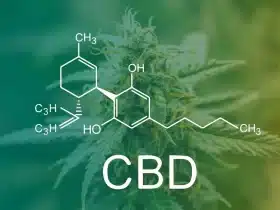 6 Things You Should Know Before Consuming CBD