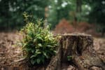 Inspiring Tree Stump Garden Decor Ideas