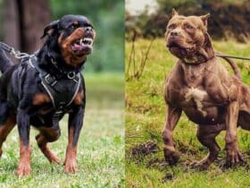 Govt Prohibits Import, Breeding, Sale of ‘Ferocious’ Dog Breeds. Here’s A Complete List