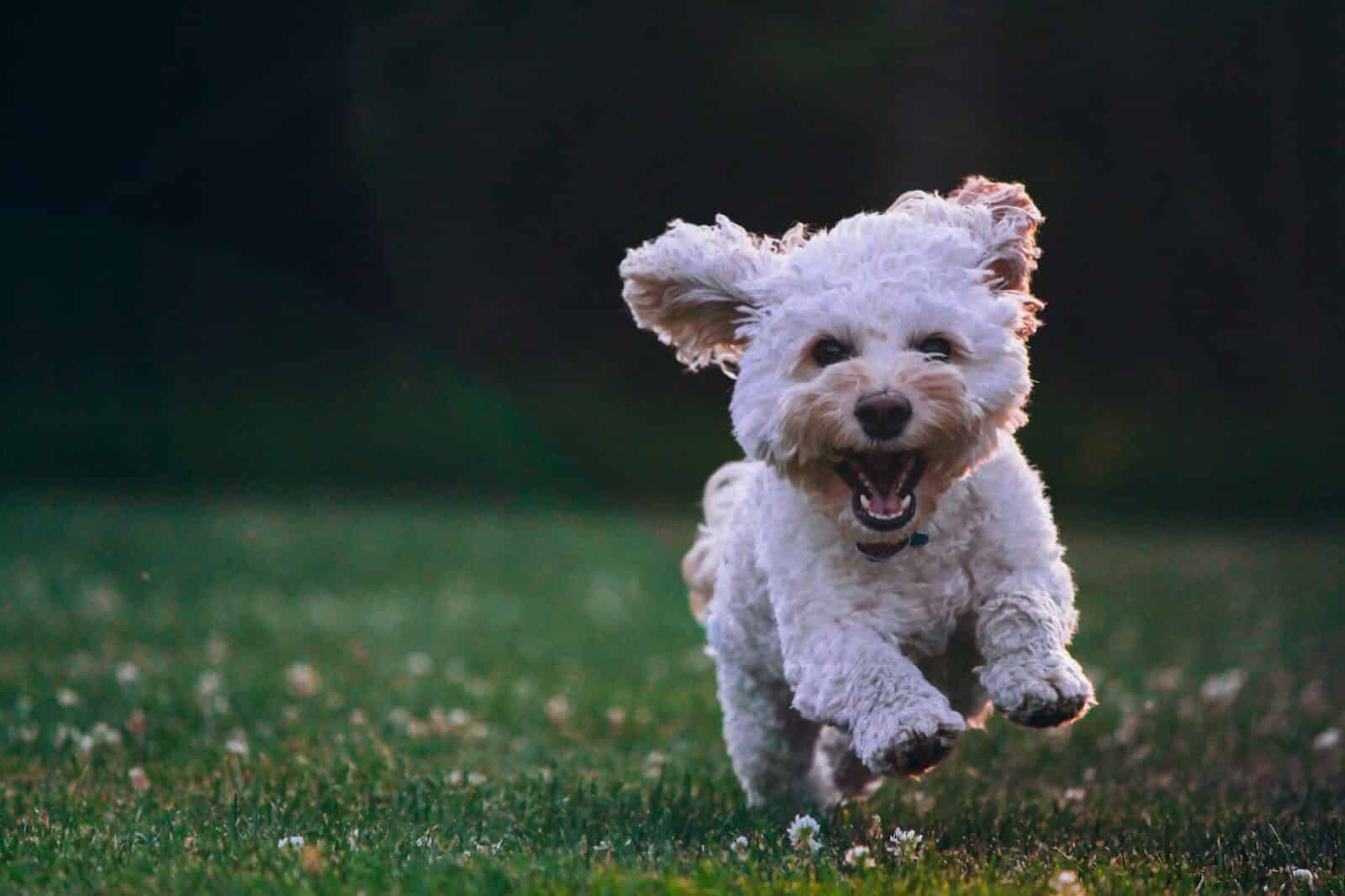 Why Dog Training Franchises Are a Smart Move for Animal Lovers