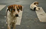 Updated Supreme Court Order for Stray Dogs in Delhi