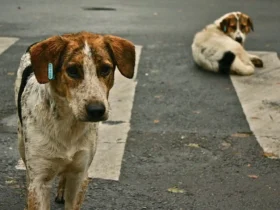 Updated Supreme Court Order for Stray Dogs in Delhi