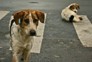 Updated Supreme Court Order for Stray Dogs in Delhi