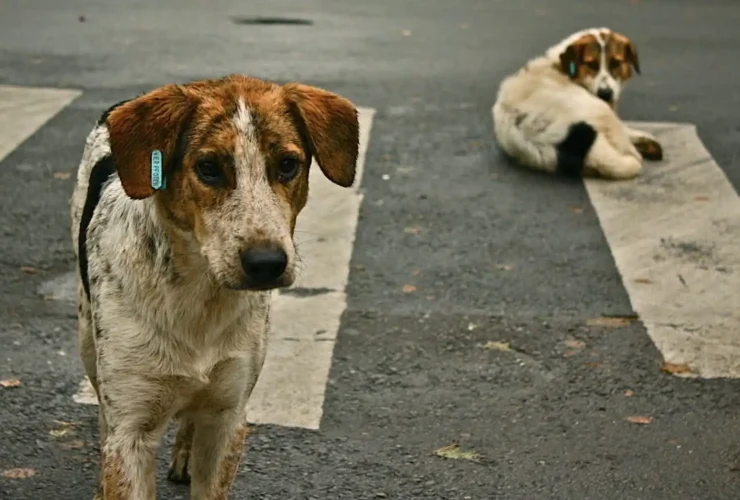 Updated Supreme Court Order for Stray Dogs in Delhi
