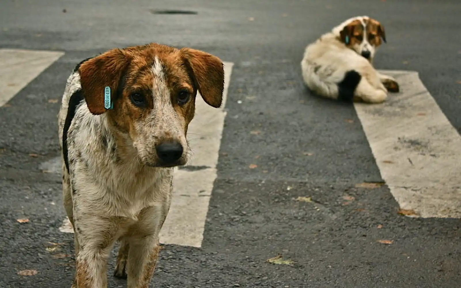 Updated Supreme Court Order for Stray Dogs in Delhi