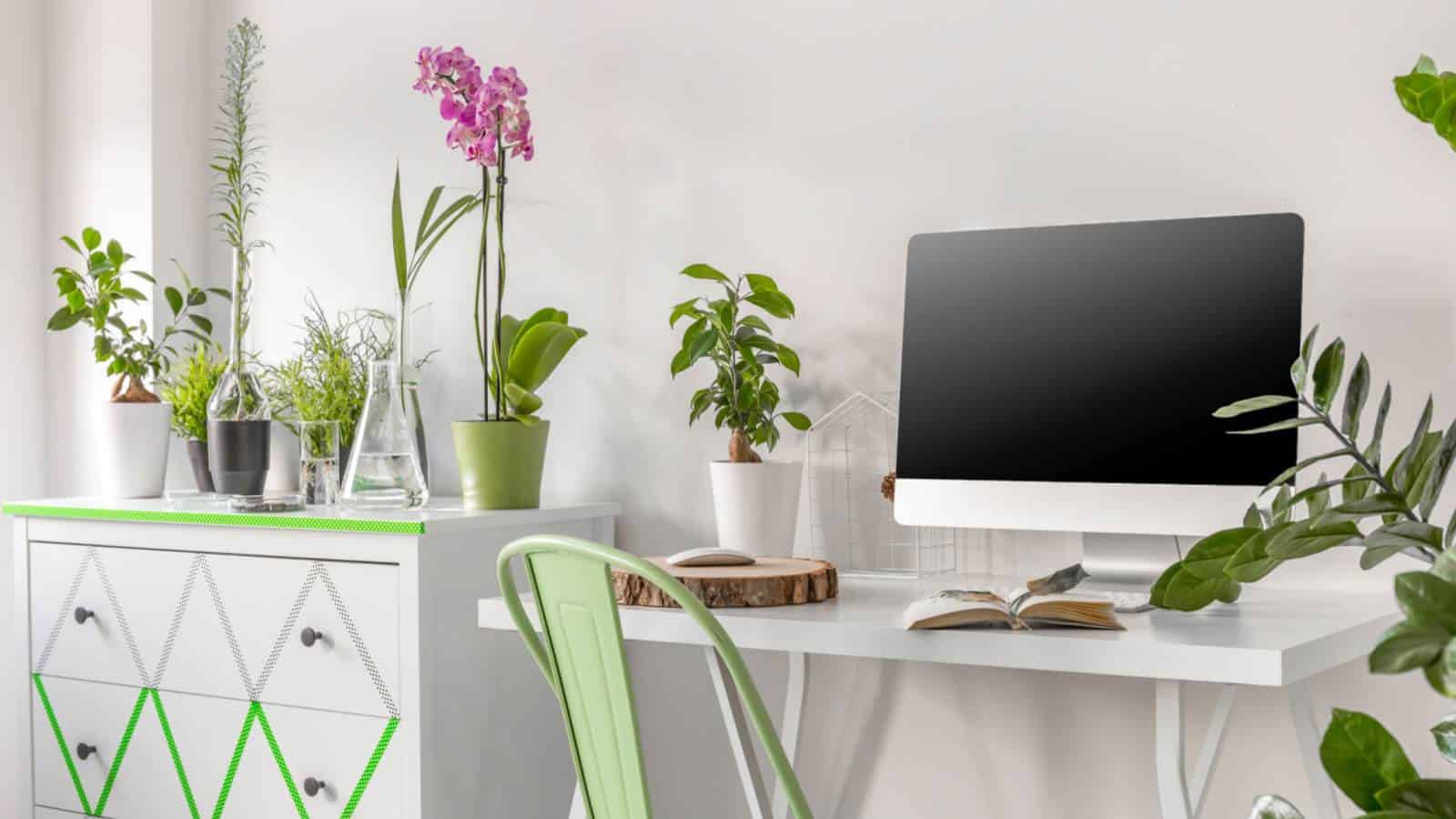 7 Office Plants That Instantly Uplift Your Work Desk