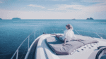 A Candid Look at Yacht Ownership