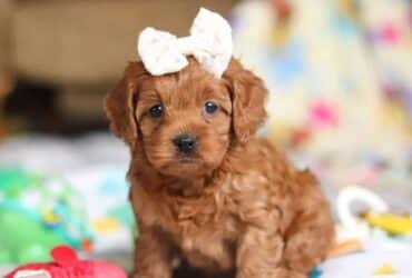 What Are Cavapoo Puppies Like?
