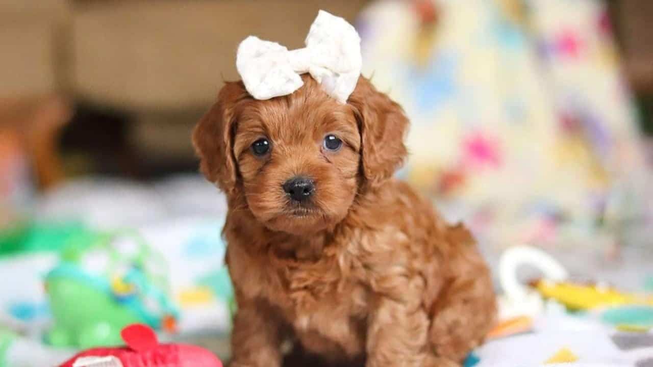 What Are Cavapoo Puppies Like?